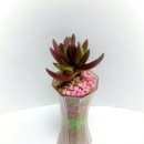 이편한온수어린이집 이미지