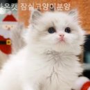 라온캣 잠실고양이분양 이미지