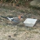 2욀14일 아침에 울집정윈에 온 새들 까치 그리고 물까치들 그리고 새로운 새? 이미지