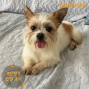 1891 | [❤️입양후기❤️] 1891.금동이 🐶