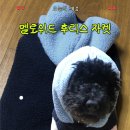 강아지산책 | 멜로위드 강아지 후리스 네이비 XL 후기｜겨울 산책 필수 강아지 아우터 추천!