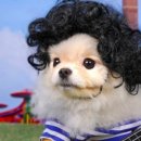 퍼리테일 이미지