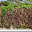 사국민박 이미지