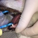 진천동물병원 이미지