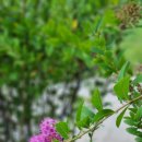 여름에 만나는 야생화들(참골무꽃 도깨비가지,꼬리조팝,삼색조팝,배롱나무,무궁화꽃 장미) 이미지