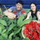 인삼약국 이미지