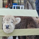 평강의쉼터 | 포천 가볼만한곳 평강랜드 테디베어 소 먹이주기 체험