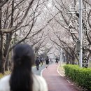 낙동강변27 | 부산 삼락생태공원 벚꽃 3월27일 방문