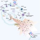 Re: The role of cell death in SARS-CoV-2 infection 이미지