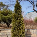 삼성면 명품가로숲길 네이버블로그