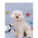 댕라이킷 이미지