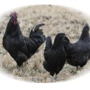 연산(함)-1 이미지