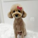애니테티카 | 분당 애견미용 판교 백현동 애견미용실 애니테티카 살롱