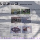 금바우골 이미지