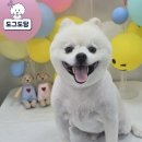 남촌 초등학교 | 인천 남촌동 애견미용ㅣ도그도담 믿고 맡기는 강아지 미용