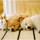 신천동물병원 이미지