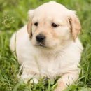 꿀강아지 이미지