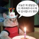 스시보라