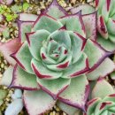 아스테리아 이미지