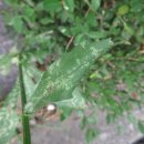 논현13단지푸르네마을 이미지