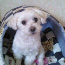 말티네 집 이미지