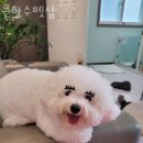 은하수펫샵 이미지