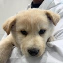 안중북로 이미지