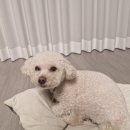 강아지집 미용실 | 우리집 강아지 미용실