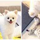 유니댕댕 이미지