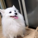강아지 마을 이미지