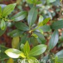 선흘리 백서향 및 변산일엽군락 이미지