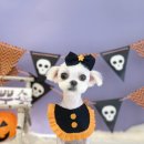 까까뿌숑 이미지