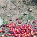 오봉농장 이미지