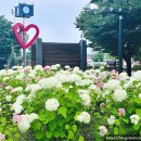한강시민공원(등수국터널 1) | 경기도 수국 명소 구리한강시민공원 산책 주차 물놀이장 정보