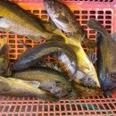 스카이 좌대낚시터 이미지