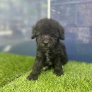 멍앤멍스 이미지