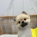 여수죽림동물병원 애견미용실 네이버블로그
