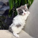 대구고양이분양 도레미캣 이미지