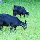 지리산토종흑염소농장 이미지