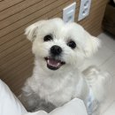 펫월드 | 쏘타스위트 속초 월드스카이 펫룸 조금 아쉬웠던 후기...