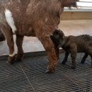 조산농장 이미지