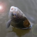 새물낚시터 이미지