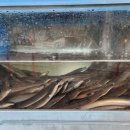 임진강장어부락 이미지