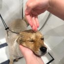 마이뷰티독 이마트 월계점 | 월계동 애견 미용 샵 목욕 스파 쌉- 가위컷 가능한 마이뷰티독