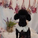 살랑살랑 펫미용 이미지