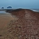 낙지명장 이미지