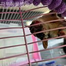 파우 동물병원 | 경기광주 근처동물병원 파우동물병원 스케일링비용