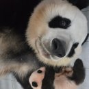 순둥순둥 꿀떡이🐼 넷째바오🩵 이미지