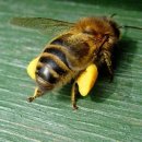 꿀벌의 수명은 50년 전보다 절반으로 줄었습니다 이미지
