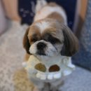 루피펫살롱 이미지